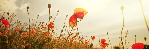 panoramic-canvas-print-the-poppy-field-at-sunrise-panorama