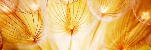 panoramic-canvas-print-close-up-dandelion-in-light-panorama