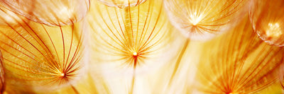 panoramic-canvas-print-close-up-dandelion-in-light-panorama