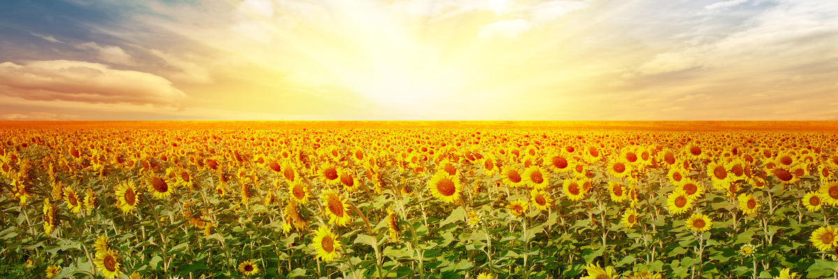 panoramic-canvas-print-a-field-full-of-sunflowers-panorama