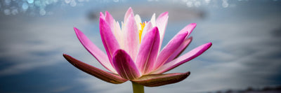 panoramic-canvas-print-lotus-in-the-morning-dew-panorama