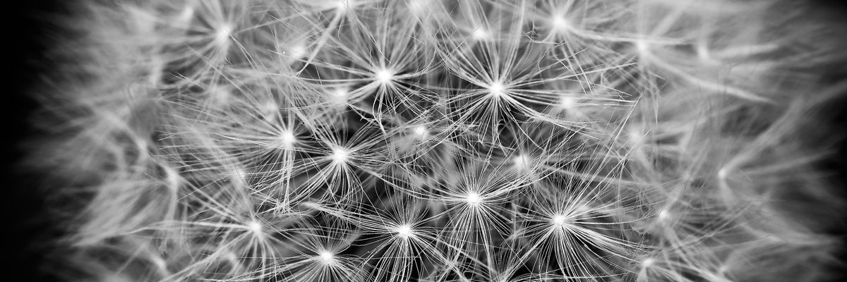 panoramic-canvas-print-dandelion-in-xxl-panorama