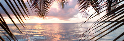 panoramic-canvas-print-under-palm-leaves-panorama