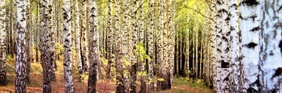 panoramic-canvas-print-the-path-between-birches-panorama