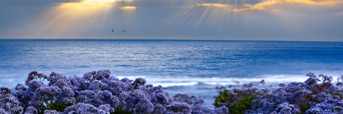 panoramic-canvas-print-lavender-and-sea-panorama