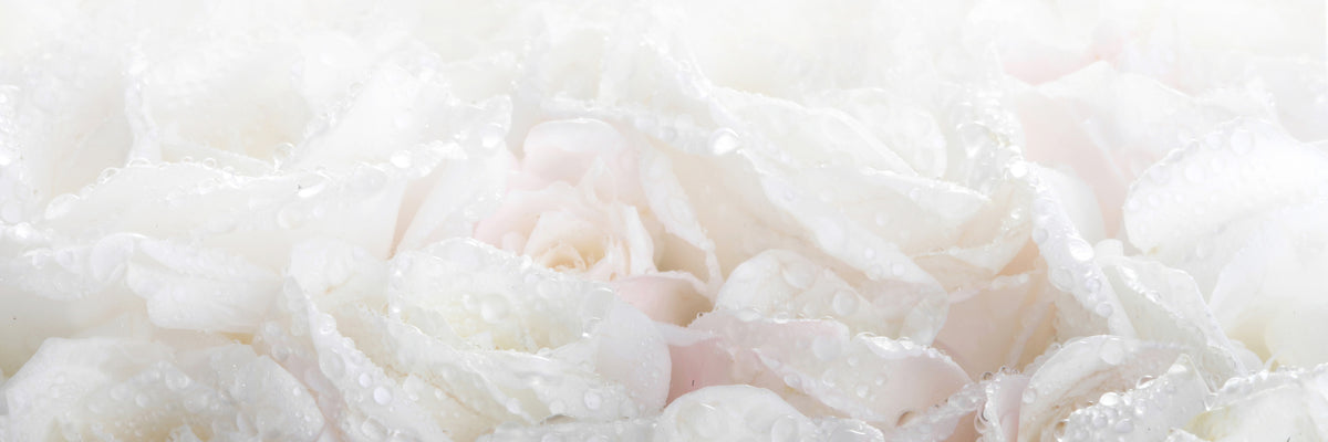 panoramic-canvas-print-white-roses-in-the-morning-dew-panorama