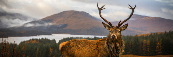 panoramic-canvas-print-scottish-stag-panorama