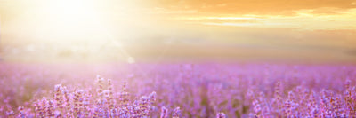 panoramic-canvas-print-sunset-in-lavender-field-panorama