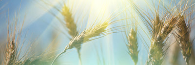 panoramic-canvas-print-king-of-cereals-panorama