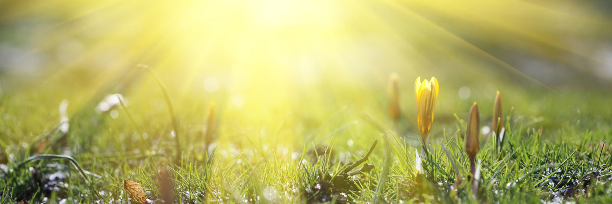 panoramic-canvas-print-flowery-meadow-panorama