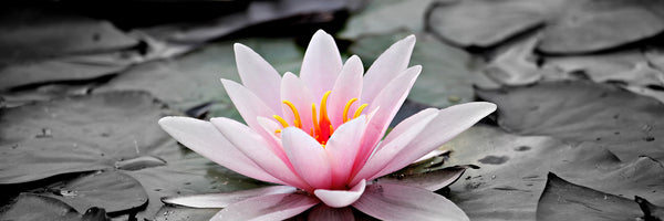 panoramic-canvas-print-the-art-of-water-lily-panorama
