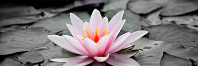 panoramic-canvas-print-the-art-of-water-lily-panorama