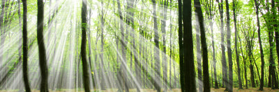 panoramic-canvas-print-magic-light-in-the-trees-panorama