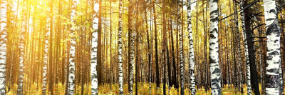 panoramic-canvas-print-birch-forest-panorama