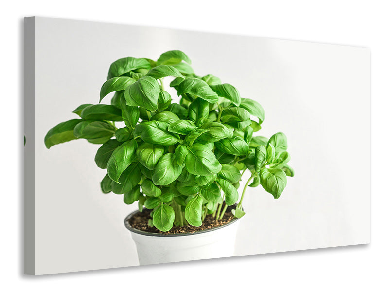 3-piece-canvas-print-basil-in-the-pot