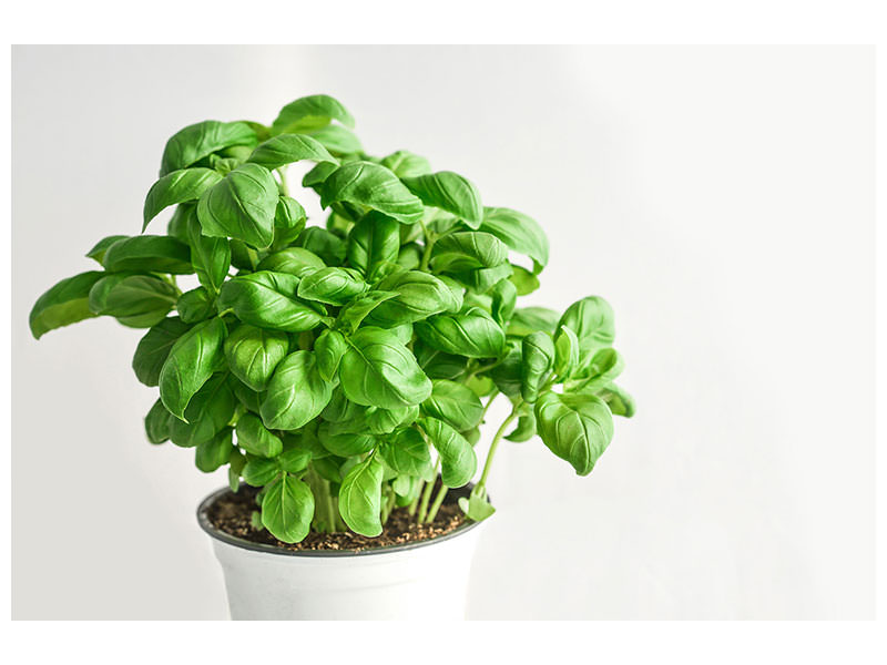 modern-3-piece-canvas-print-basil-in-the-pot