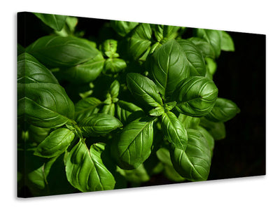 panoramic-canvas-print-basil-in-xl