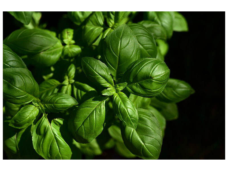 panoramic-canvas-print-basil-in-xl