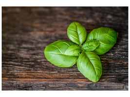 4-piece-canvas-print-basil-leaf-in-xxl
