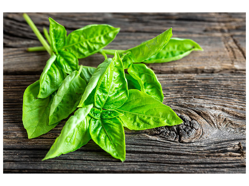 modern-4-piece-canvas-print-basil-leaves-ii