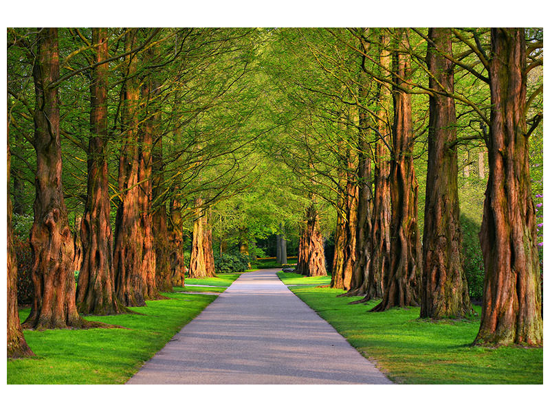 panoramic-3-piece-canvas-print-beautiful-avenue-in-nature