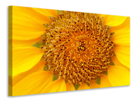 3-piece-canvas-print-beautiful-buds-of-the-sunflower