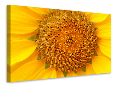 modern-4-piece-canvas-print-beautiful-buds-of-the-sunflower