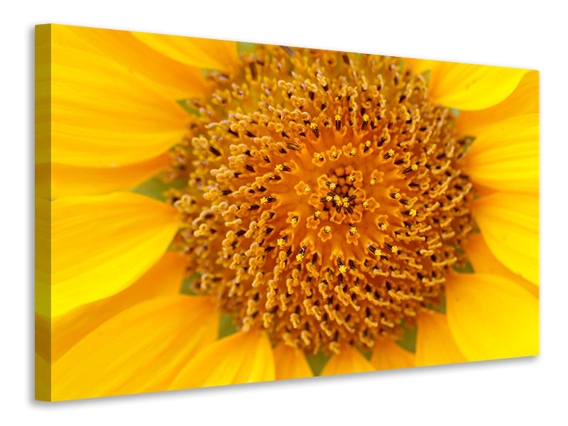 modern-3-piece-canvas-print-beautiful-buds-of-the-sunflower