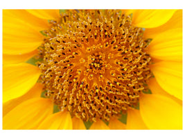 modern-3-piece-canvas-print-beautiful-buds-of-the-sunflower