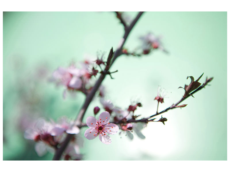 4-piece-canvas-print-beautiful-japanese-cherry-blossom