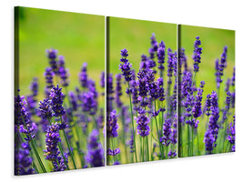 5-piece-canvas-print-beautiful-lavender