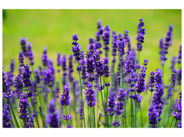 modern-4-piece-canvas-print-beautiful-lavender