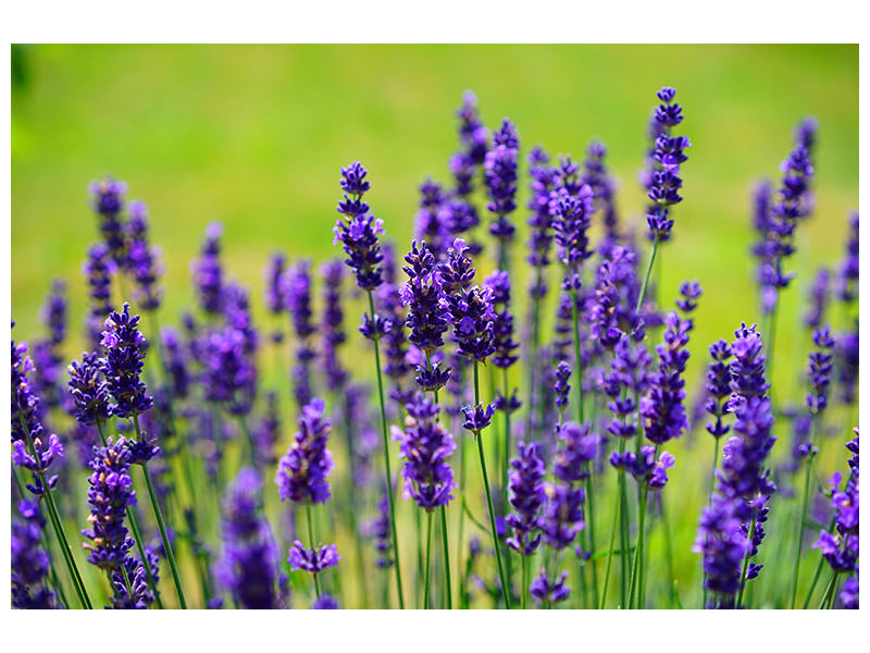 modern-4-piece-canvas-print-beautiful-lavender
