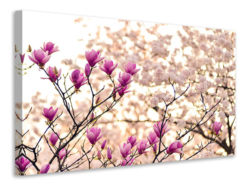 3-piece-canvas-print-beautiful-magnolia-xl