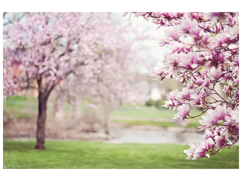modern-3-piece-canvas-print-beautiful-magnolias
