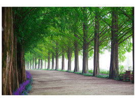 3-piece-canvas-print-beautiful-tree-avenue