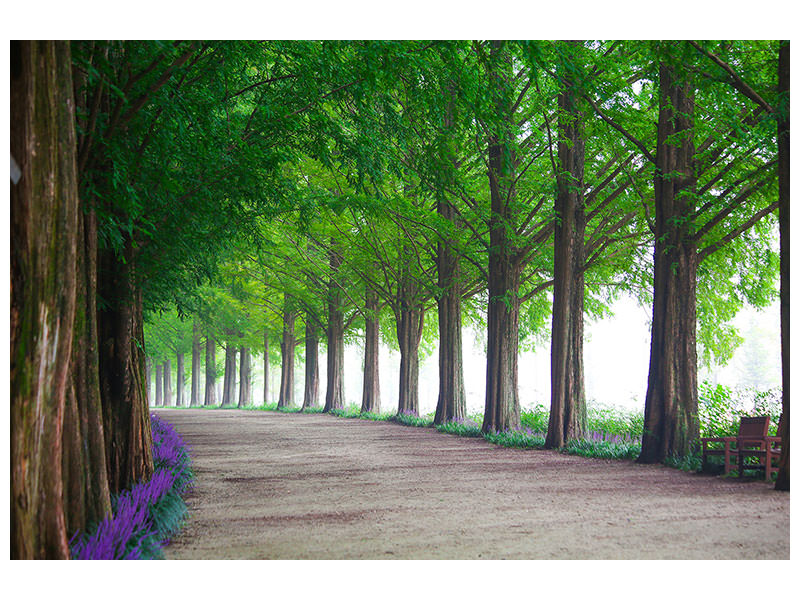 3-piece-canvas-print-beautiful-tree-avenue