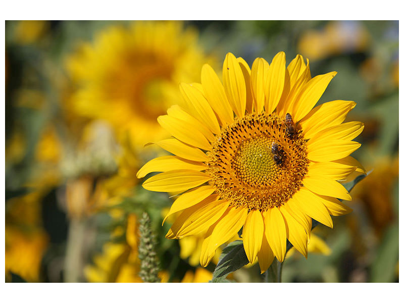 3-piece-canvas-print-bees-at-work