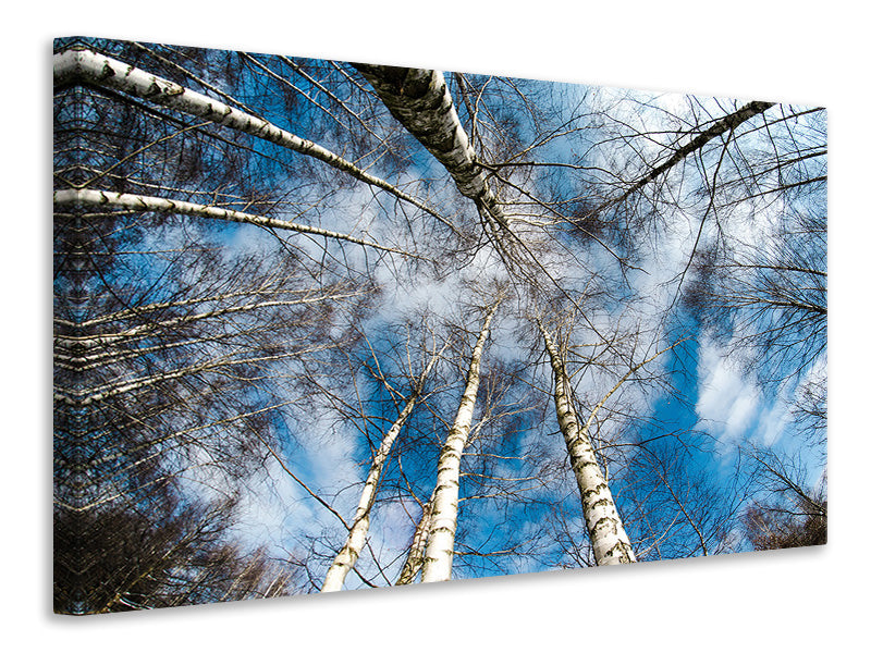 3-piece-canvas-print-birch-crowns