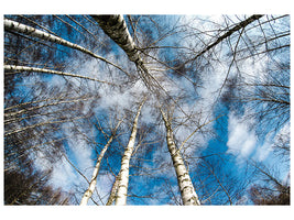 3-piece-canvas-print-birch-crowns