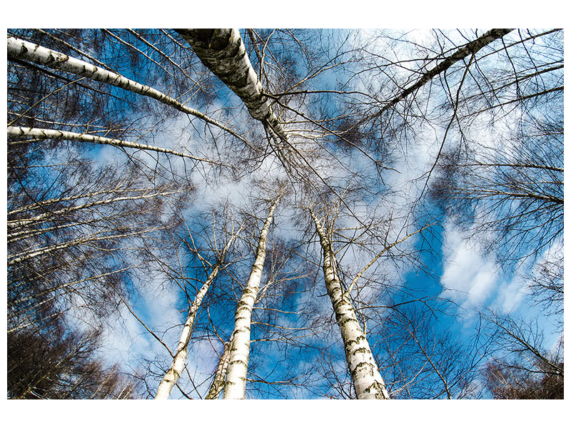 3-piece-canvas-print-birch-crowns