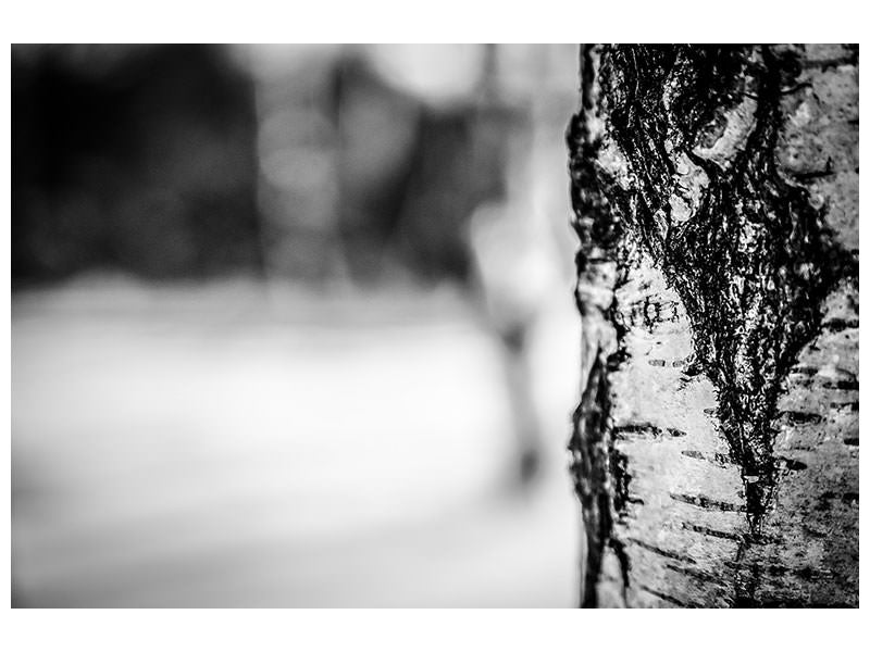 4-piece-canvas-print-birch-trunk