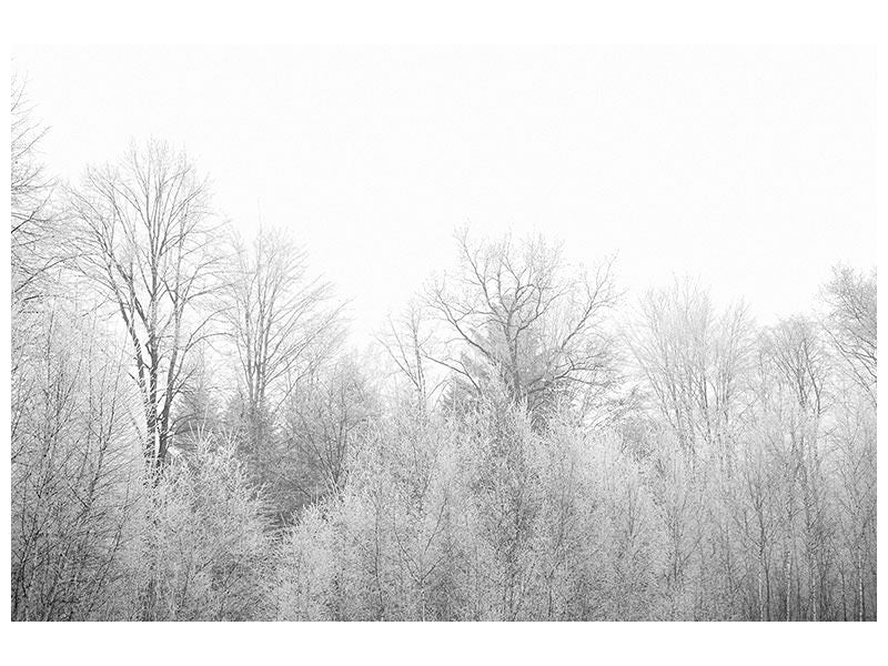 panoramic-3-piece-canvas-print-birches-in-the-snow