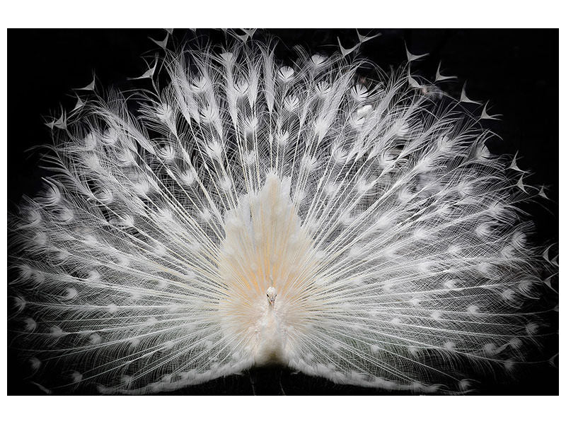 5-piece-canvas-print-black-and-white-v