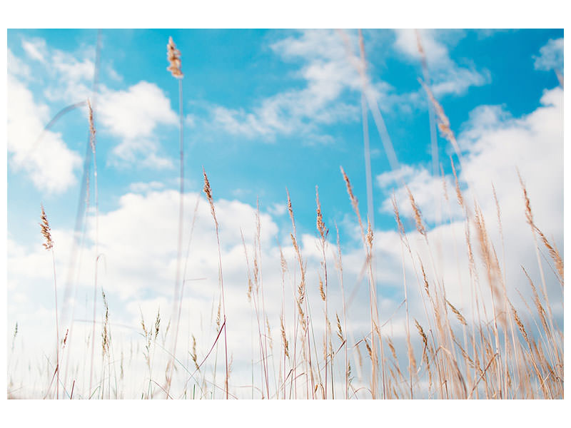 modern-4-piece-canvas-print-blades-of-grass-in-the-sky