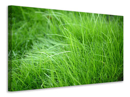 3-piece-canvas-print-blades-of-grass