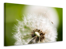 4-piece-canvas-print-blowball-dandelion