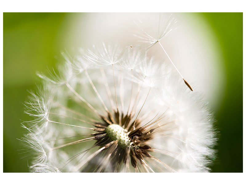4-piece-canvas-print-blowball-dandelion