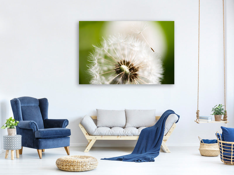 panoramic-canvas-print-blowball-dandelion