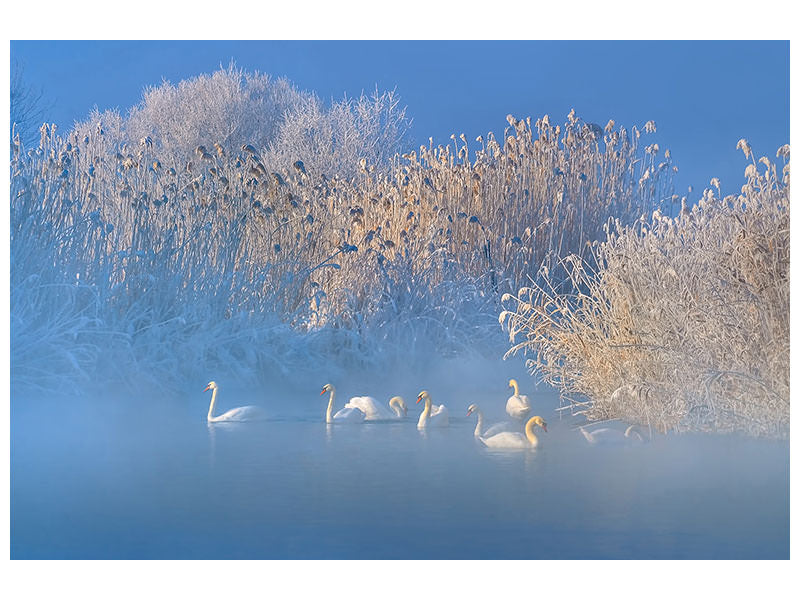 4-piece-canvas-print-blue-swan-lake